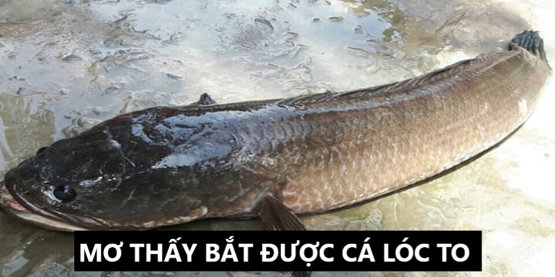 mơ thấy bắt được cá lóc to ảnh nền