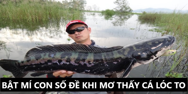 Mơ Thấy Bắt Được Cá Lóc To | Faco777 Giải Mã Giấc Mơ 4 Bật mí những số may mắn khi mơ thấy bắt được cá lóc to