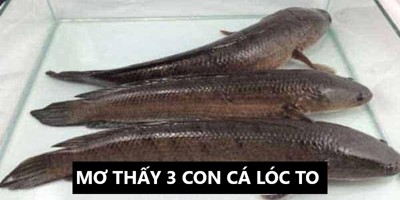 Mơ Thấy Bắt Được Cá Lóc To | Faco777 Giải Mã Giấc Mơ 3 Khi ngủ mơ thấy bắt được 3 con cá lóc to