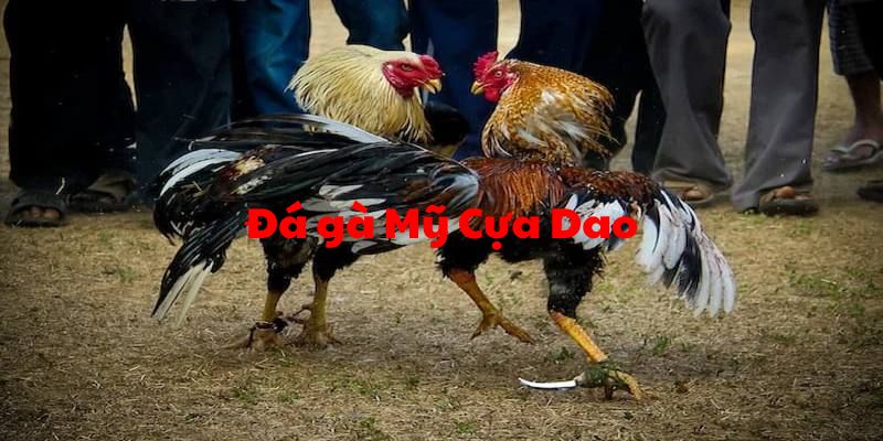 đá gà mỹ cựa dao ảnh dại diện