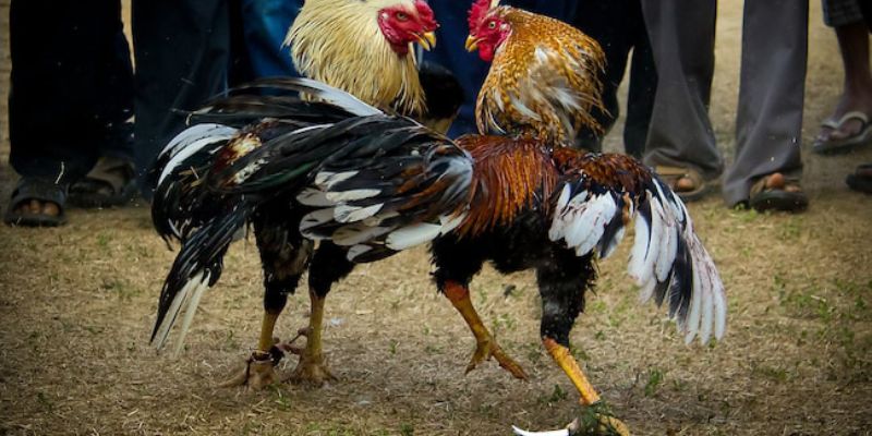 Đá Gà Mỹ Cựa Dao - Chiêm Ngưỡng Trận Chiến Đỉnh Cao 4 Kiểm tra thể lực trước khi bắt đầu chiến đấu
