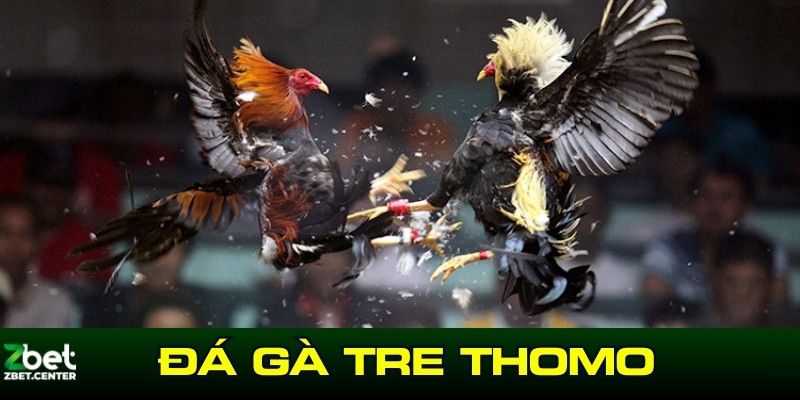 đá gà tre thomo faco777 thumb
