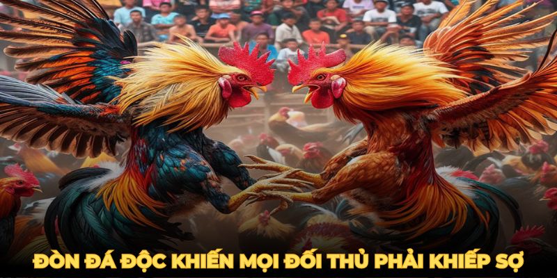 Gà Đá Đòn Độc - Mẹo Huyến Luyện Chiến Kê Bất Bại 2025 3 Những đòn đá độc khiến mọi đối thủ phải khiếp sợ