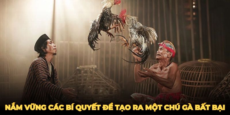 Gà Đá Đòn Độc - Mẹo Huyến Luyện Chiến Kê Bất Bại 2025 4 Nắm vững các bí quyết trên để tạo ra một chú gà đá đòn độc bất bại