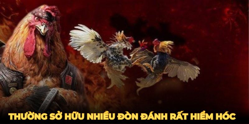 Gà Đá Đòn Độc - Mẹo Huyến Luyện Chiến Kê Bất Bại 2025 2 Gà đá đòn độc thường sở hữu nhiều đòn đánh rất hiểm hóc