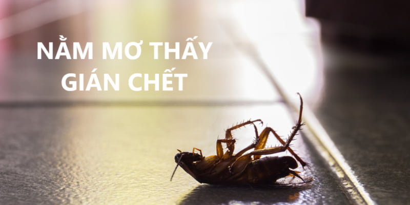 Nằm Mơ Thấy Gián Chết Là Điềm Gì? Con Số Thử May Mắn 2 Luận giải mộng thấy gián chết