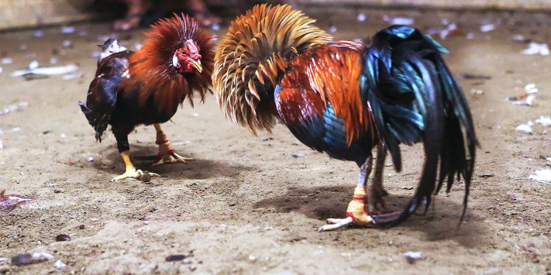 Màu Mạng Gà Bướm - Khám Phá Sự Thú Vị Trò Đá Gà Faco777 2 Màu sắc của gà bướm cũng ảnh hưởng nhiều đến phong thủy