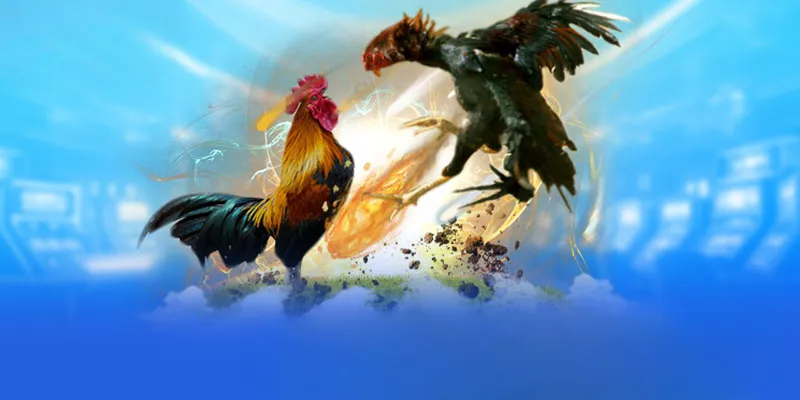 Đá Gà Faco777 - Sân Chơi Uy Tín Và Chất Lượng Nhất Châu Á 4 Mẹo chơi đá gà Faco777 thắng đậm cho tân thủ