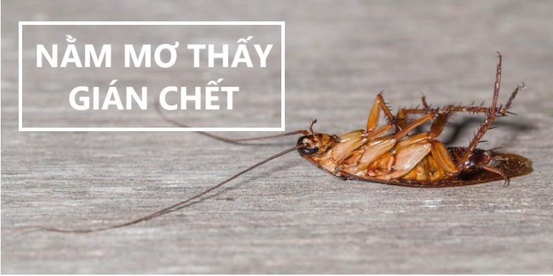 nằm mơ thấy gián chết thumb