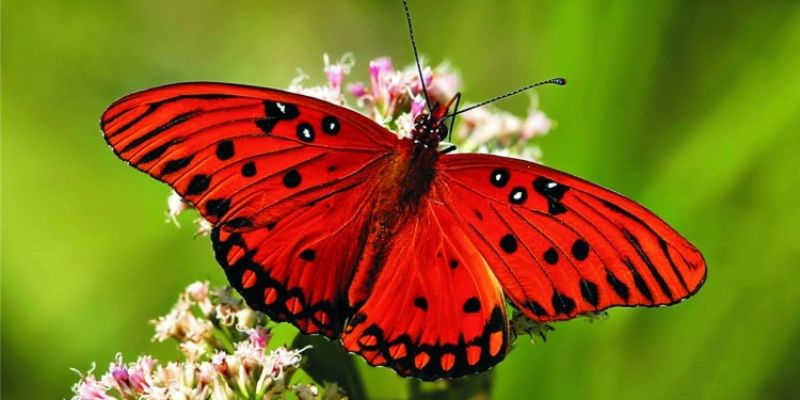 Giải Mã Giấc Mơ Thấy Bướm - Dự Báo Tương Lai Cùng Faco777 2 Thông tin cơ bản về ý nghĩa của giấc mơ thấy bướm